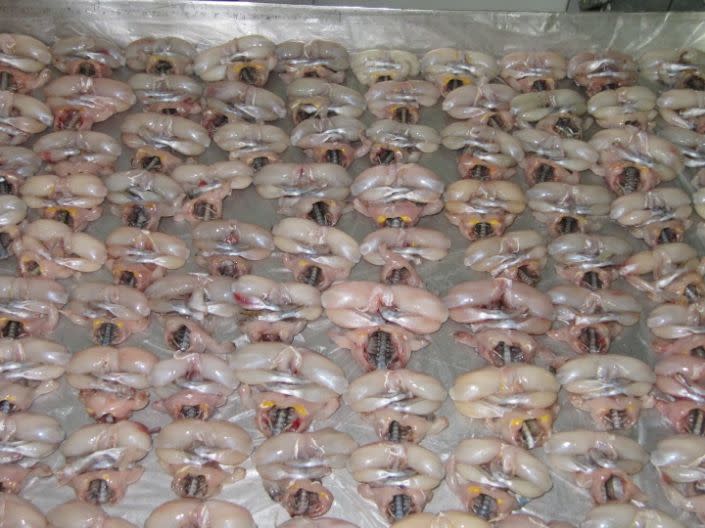 Ranas recolectadas y procesadas para la exportación en Turquía. C. Can Bilgin