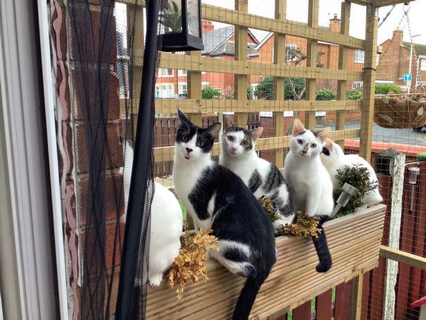 The Marshalls built the catio to keep their cats safe after three were killed in the road outside their home. (Reach)