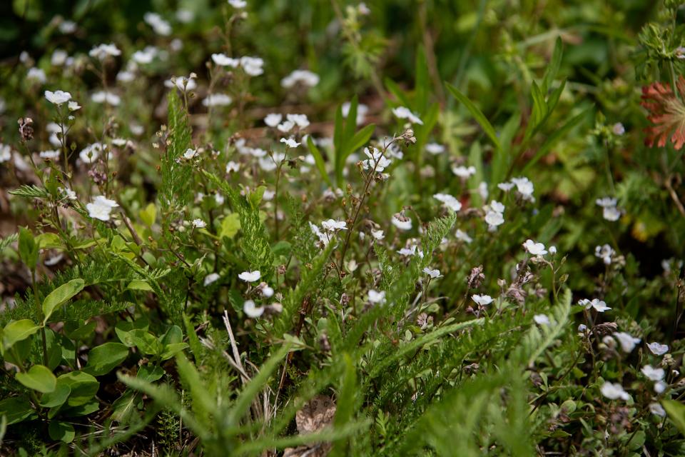 Signs of spring at Craggy Gardens May 1, 2023.