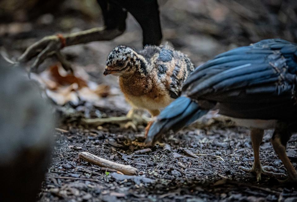 The species is declining due to habitat loss, forest fragmentation and deforestation (Chester Zoo)