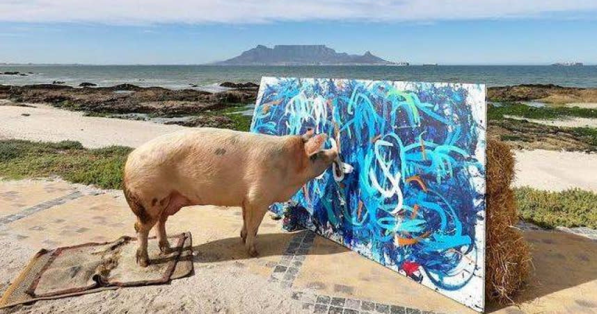 南非特殊畫家「豬卡索」，真的是一頭豬！（圖／翻攝自IG）
