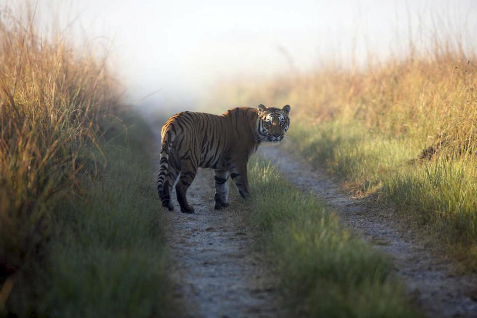 FILE - This undated file photo released by Corbett Tiger Reserve shows a tiger at the reserve in Corbett National Park, India. Maharashtra, a western Indian state, has declared war on animal poaching by sanctioning its forest guards to shoot hunters on sight in an effort to curb rampant attacks against tigers, elephants and other wildlife. About half of the world's estimated 3,200 tigers are in dozens of Indian reserves set up since the 1970s. (AP Photo/Corbett Tiger Reserve, File)