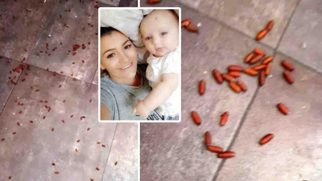 Woman and child forced to flee home infested with flies and