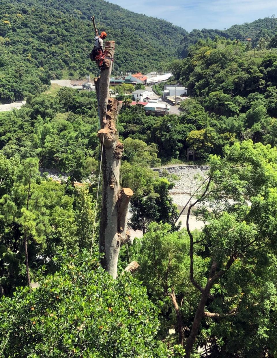  台東知本森林遊樂區1棵35米高天際樹因染病必須砍除 ，機械無法靠近，只能人力砍除，工作人員獨自懸空作 業，每秒每個動作都危險。 （台東林管處提供） 