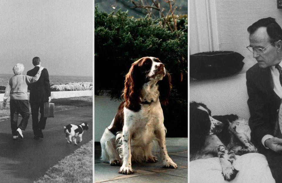 George Bush Millie, un Springer Spaniel Inglés, fue la gran protagonista de la primera administración de George Bush. De hecho fue la ‘autora’ de un libro para niños “El libro de Millie: dictado por Barbara Bush” y la madre de una gran cantidad de cachorros, entre ellos el segundo perro de Bush, Ranger.