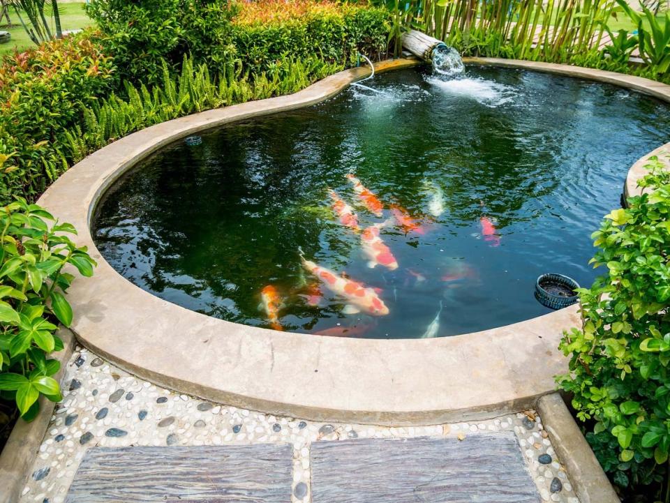 Koi Pond Cost