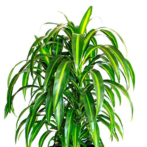 Dracaena Hawaiian Sunshine - Live Plant in an 10 Inch Growers Pot - Dracaena Deremensis “Hawaiian Sunshine” - Beautiful Indoor Air Purifying Houseplant