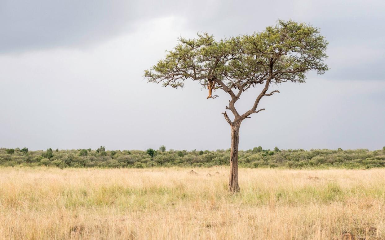 Can you spot the leopard?  - Caters News Agency