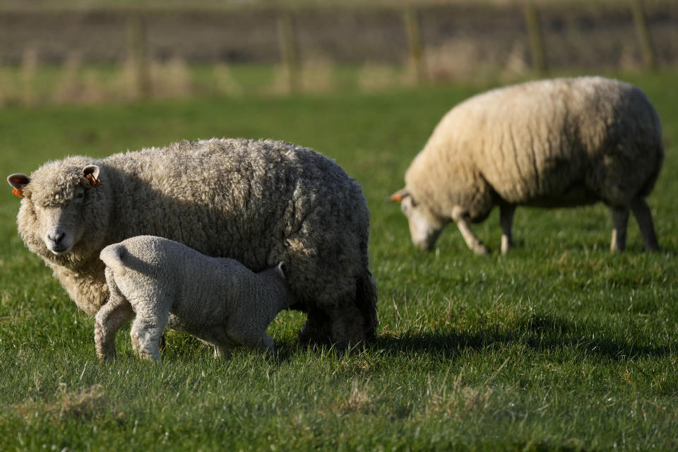 A lamb takes milk from its mother in a field in Ledegem, Belgium, Tuesday, Feb. 13, 2024. Fickle regulations are a key complaint heard from European farmers protesting over the past weeks, setting up a key theme for the upcoming June 6-9 parliamentary elections in the 27-nation European Union. (AP Photo/Virginia Mayo)