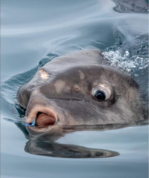 A Mola Mola