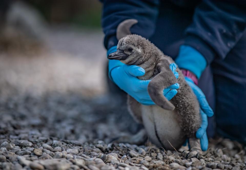 The penguins have been named after hospitals (Picture: Chester Zoo)