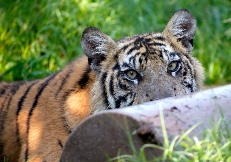 Tiger cub Bob plays with an enrichment July 12 at the Oklahoma City Zoo and Botanical Gardens.