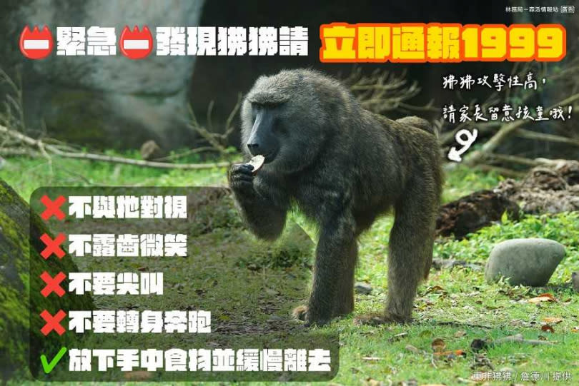 林務局提醒遇到狒狒不要做4件事。（圖／翻攝自林務局-森活情報站臉書）