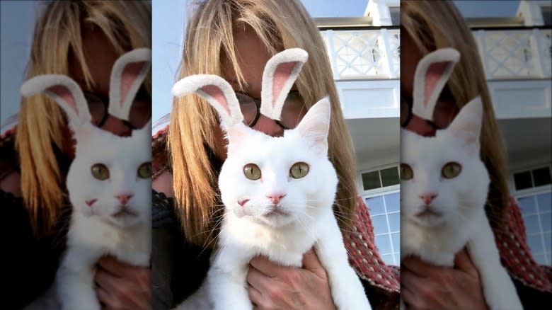 Valerie Bertinelli holding cat