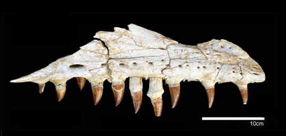 What big teeth you have! The jaw of the mosasaur <i>Prognathodon kianda</i>.