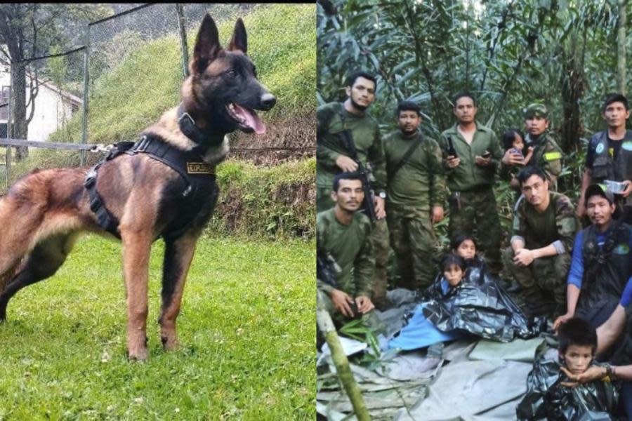 Desaparece “Wilson”, el perro rescatista de los niños extraviados en la selva 