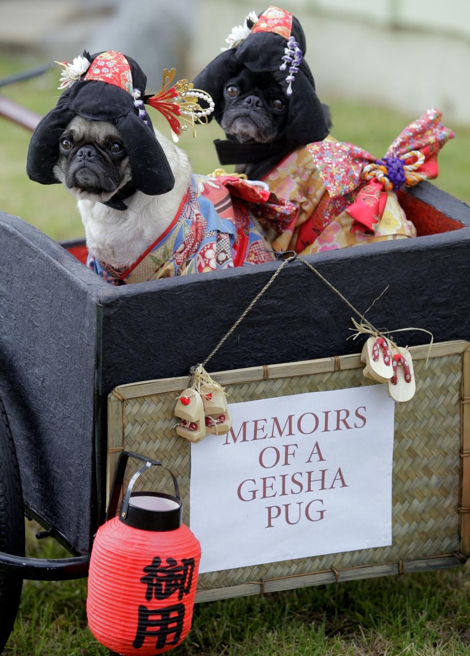 This photo taken Oct. 4, 2009 shows pugs Mochi, left, and Olive posing for a photo dressed as Geisha girls at they're home in Huntington Beach Calif. The stepsisters have been geisha girls, surfer girls and sushi over the years. They may not understand the tradition, but "pugs understand positive energy," explained dog owner, partner and costume designer Lisa Woodruff. (AP Photo/Richard Vogel)