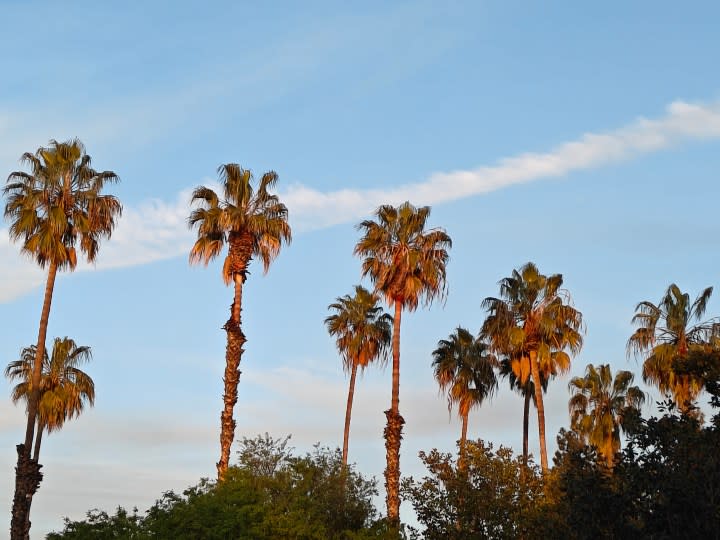 Zoomed in photo of palm trees taken with the OnePlus 12R main camera.