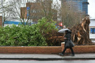 A tree in south London uprooted by Storm Dennis as it hits the UK. (PA)