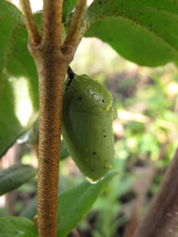 Edmonton Native Plant Society