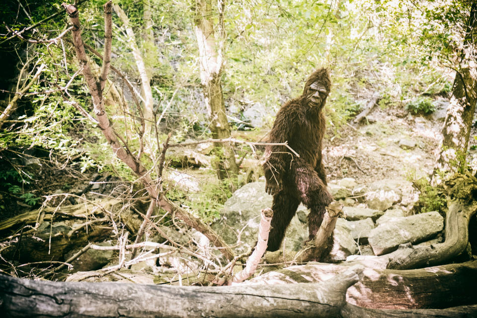 A person dressed in a Bigfoot costume is walking through a forest with dense foliage and rocks