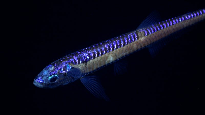 A deep sea dragonfish found during Dive 674. - Image: <a class="link " href="https://schmidtocean.photoshelter.com/galleries/C0000HRWFfu1r_rE/G0000rTHPxnoGl64/I0000rQwMQR6ajFs/A-deep-sea-dragon-fish-documented-during-a-deep-sea-dive-off-Chile" rel="nofollow noopener" target="_blank" data-ylk="slk:ROV SuBastian/Schmidt Ocean Institute under CC BY-NC-SA;elm:context_link;itc:0;sec:content-canvas">ROV SuBastian/Schmidt Ocean Institute under CC BY-NC-SA</a>