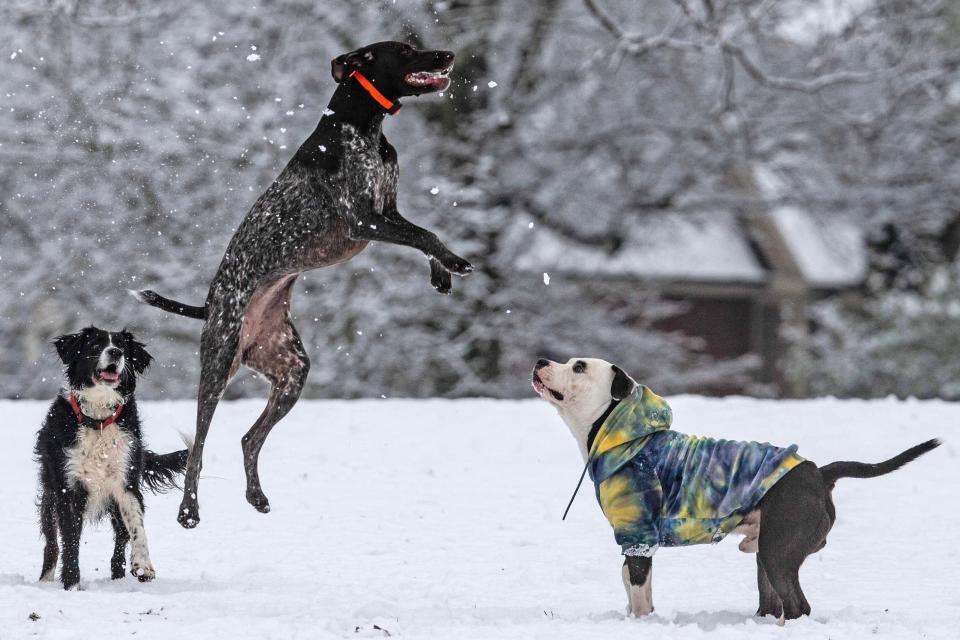 Dogs play in Rockwood Park after a couple of inches of snow dropped overnight in Wilmington, Saturday, Feb. 17, 2024.