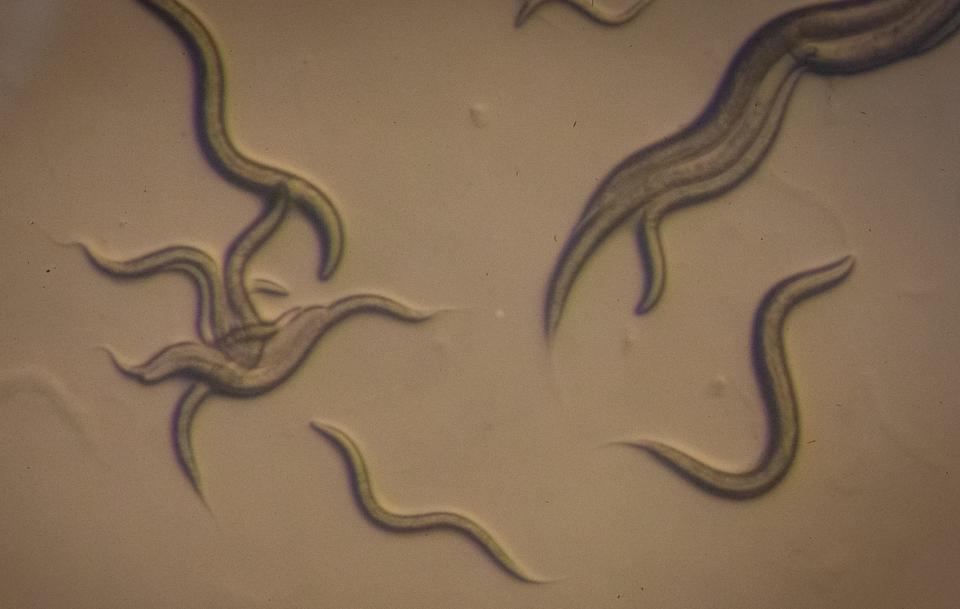 Caenorhabditis elegans, commonly known as roundworms, are seen under a microscope in the Lockery Lab at the University of Oregon. The nematodes are roughly one millimeter in length.