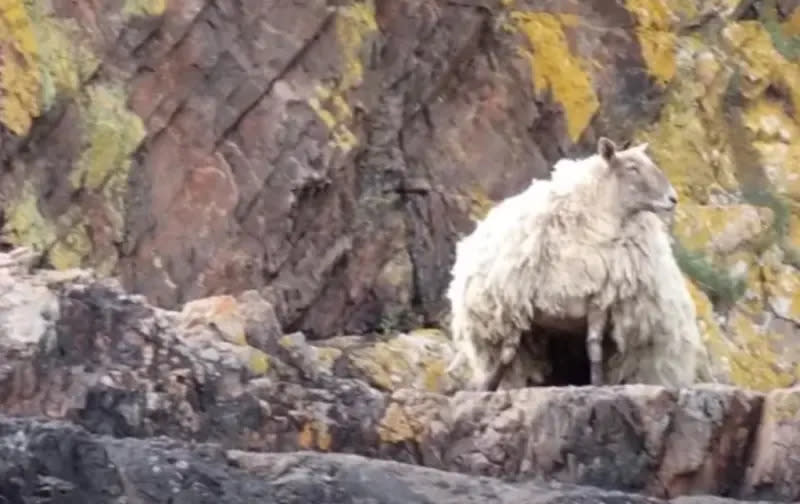▲2年前在英國蘇格蘭高地的一處峽灣中，有隻綿羊被發現身處一處懸崖。（圖／取自社群平台X）
