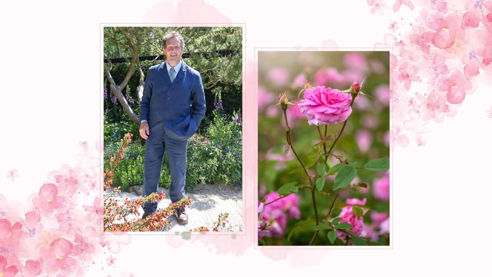 Compilation image of Monty Don and a pink rose to support Monty Don's  rose pruning advice