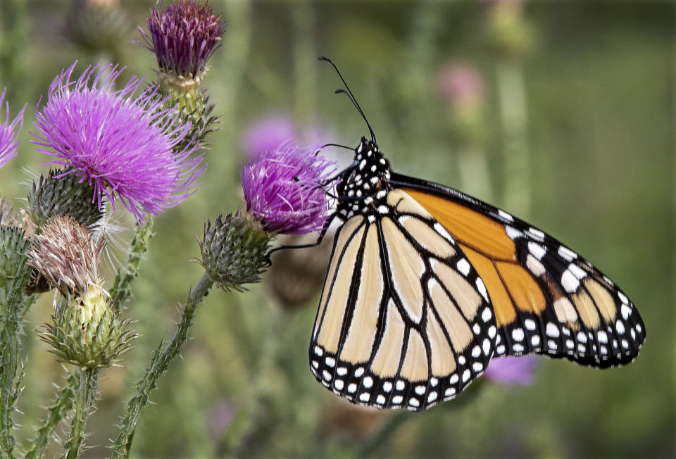 File - A monarch butterfly rests on a thistle in a plot of wildflowers at the Shenandoah County Landfill in Edinburg, Va. At the dawn of 2024, also known as New Year's resolution season, there are lots of small, easily achievable ways to lead more climate friendly lives. (Rich Cooley/Northern Virginia Daily via AP, File)