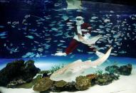 A diver wearing Santa Claus costume for the Christmas celebration, amid the coronavirus disease (COVID-19) outbreak, in Tokyo