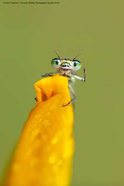 This little critter looks delighted to be papped - giving a little wave to the photographer. (Kevin Sawford/Comedy Wildlife Photo Awards 2019)