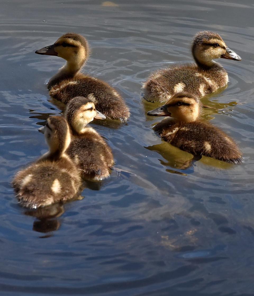 Ducklings in the late morning along the Indian River Lagoon near the Eau Gallie Public Library.