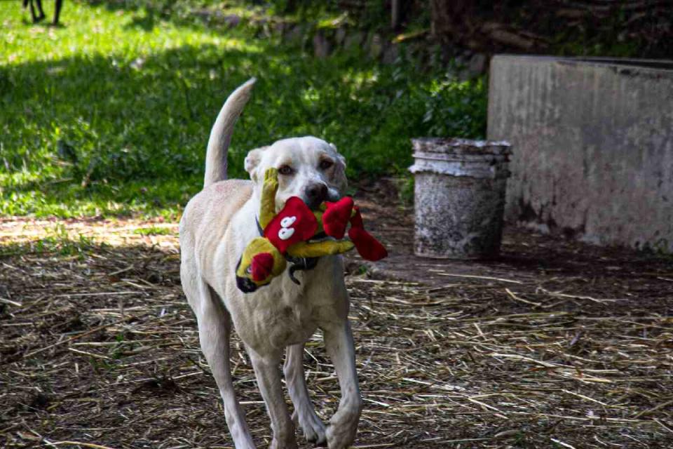 Fundación Toby es una de las organizaciones más famosas en CDMX que se dedica a rescatar perros y gatos maltratados. (Foto: Sharenii Guzmán | @shareniiguzman | Animal Político - Animal MX)