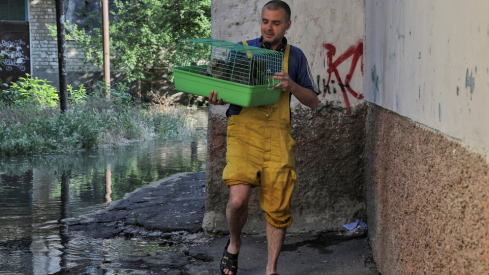 Gatos, perros, vacas y otros animales han sido rescatados por residentes de Jersón mientras el agua arrasa la región.