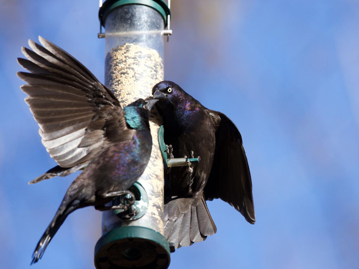 Grackles feeding on a bird feeder  (Dan Callister/Shutterstock)