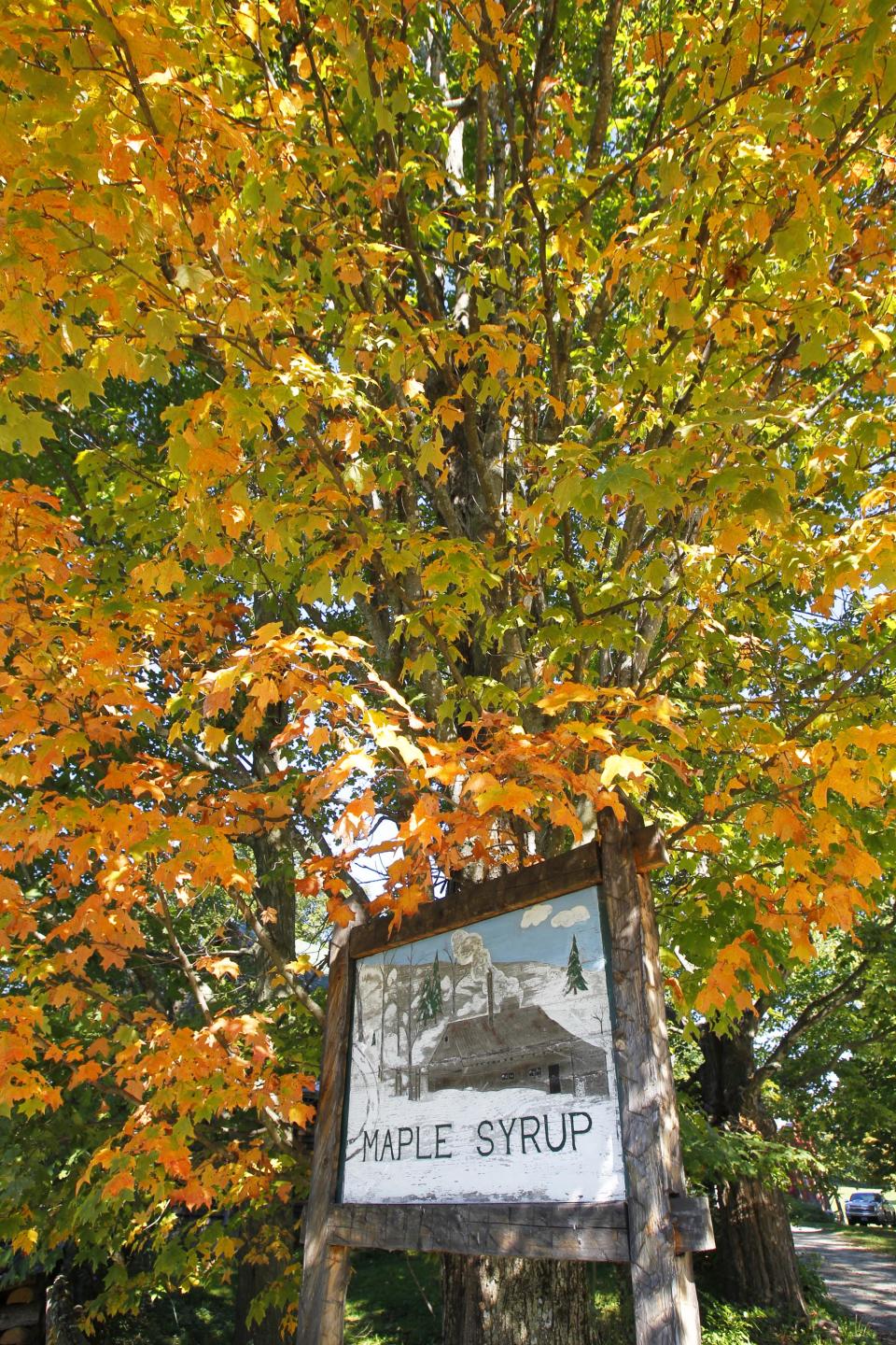 In this Sept. 12, 2012 photo, leaves have started turning colors on a tree in Craftsbury, Vt. After images of Tropical Storm Irene scared away leaf peepers last fall, tourists are heading back to see the Northeast's fall foliage a year later and aren't worried about how the dry summer might affect the color. (AP Photo/Toby Talbot)