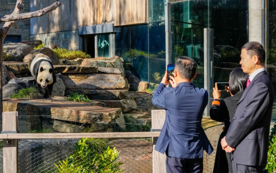 Members of the Chinese delegation accompanying Li Qiang to Adelaide Zoo take photos of Wang Wang