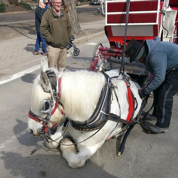 Alarming photos of fallen horse in Central Park spark outrage 