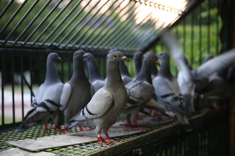 En una de las patas, las palomas tienen un chip