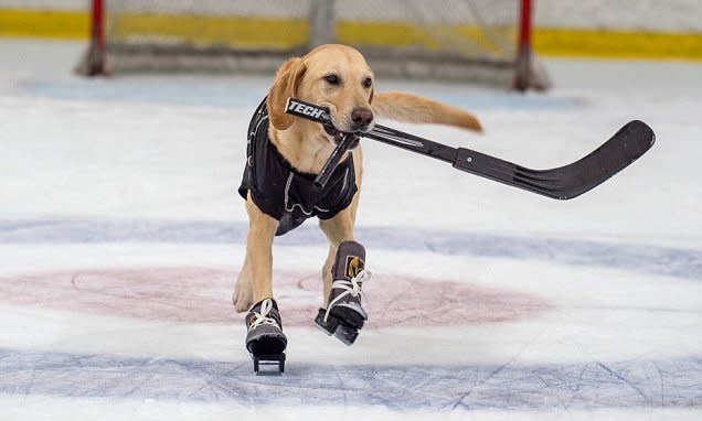 Benny, el perro patinador. | Foto: Rick Vierkandt / SWNS.com