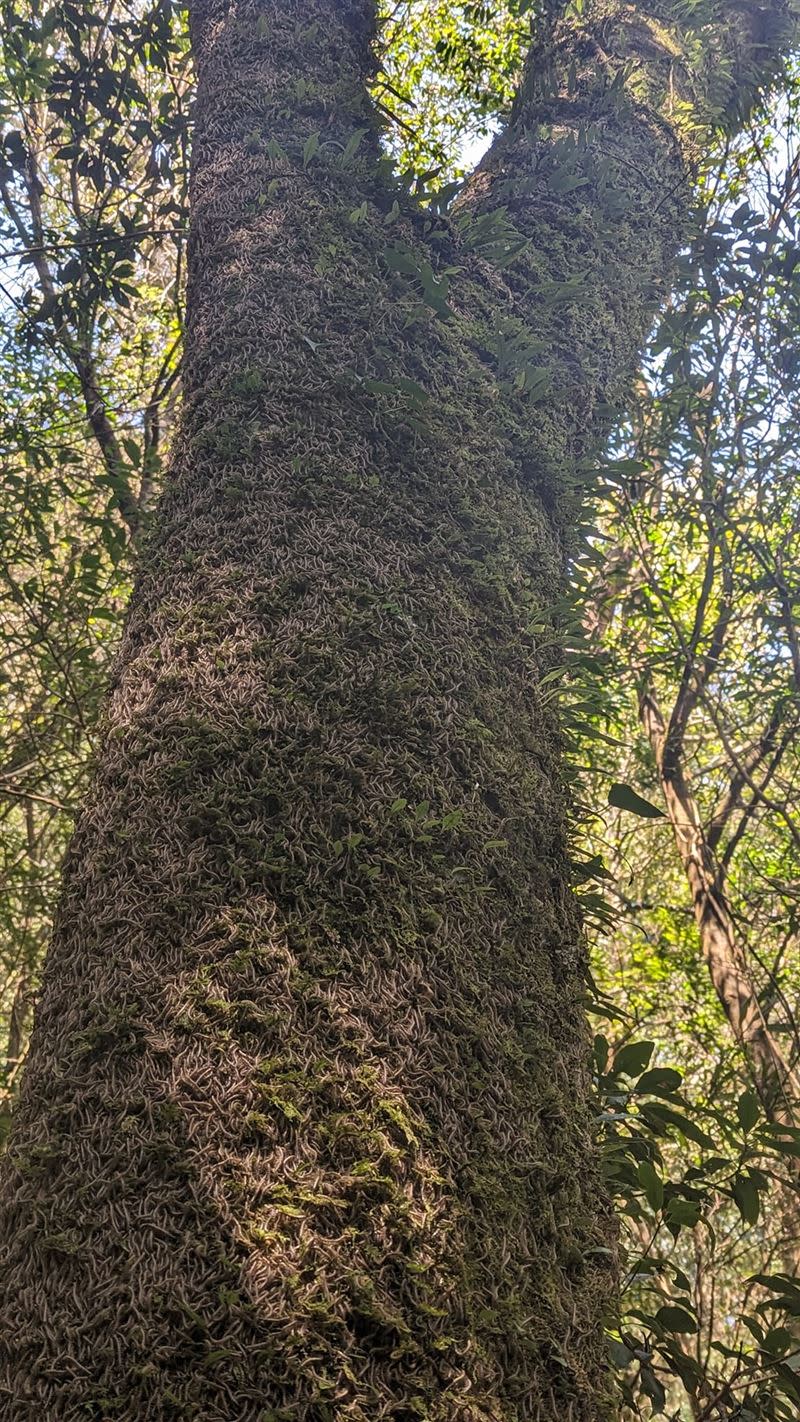 有民眾2月28日登山時驚見「巨量馬陸爬滿整棵大樹」。（圖／翻攝自臉書社團「肉腳登山隊」）