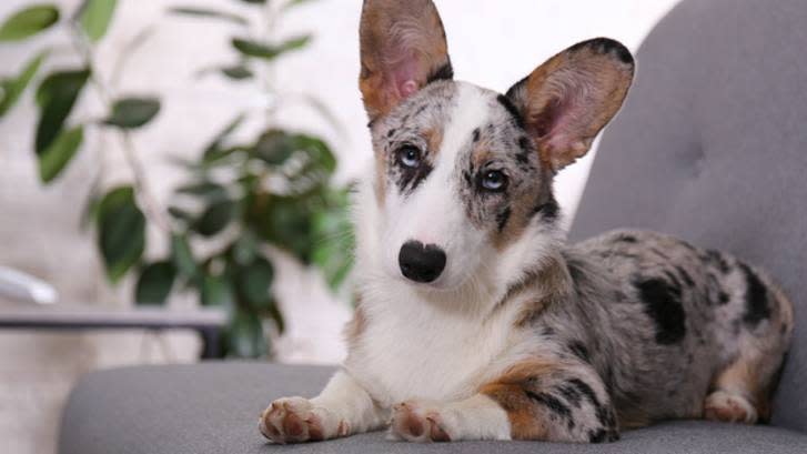 9. Cardigan Welsh Corgi