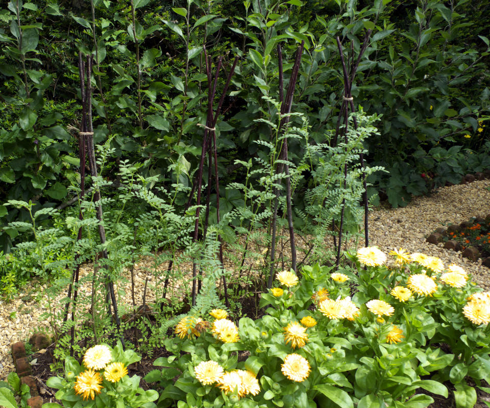 chickpeas supported with stakes that are growing alongside marigolds