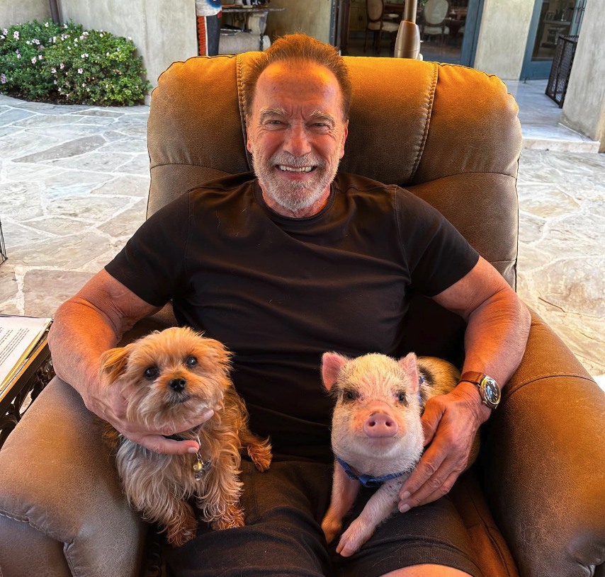 Yorkie and pig