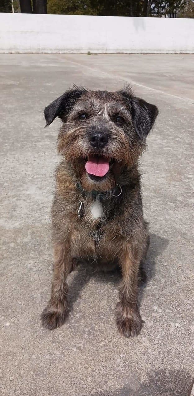 a small happy dog smiling and sitting outside