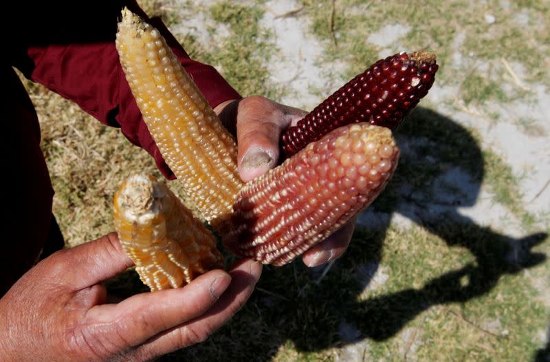 FOTO DE ARCHIVO: Un agricultor sostiene diferentes tipos de mazorcas de maíz en Otzolotepec