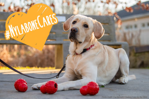 Nylabone Cares  Donating to Dog Shelters