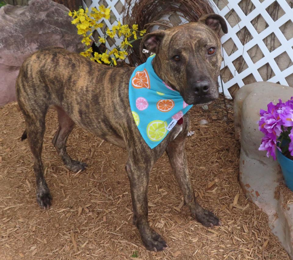Scrappy, ID #371555, was adopted from the shelter when he was a puppy. He's now 2 and a half years old and weighs 67 pounds. His family is no longer able to care for him. This beautiful brindle pit bull terrier mix is housebroken and excellent on a leash. He has been loved and well cared for. The adoption fee is waived for any dog that weighs 40 pounds or more. To meet Scrappy, go to the Oklahoma City Animal Shelter at 2811 SE 29 between noon and 5 p.m. Tuesday through Saturday. Go online to www.okc.gov or www.okc.petfinder.com to see all the cats and dogs available for adoption. The shelter is in need of blankets, comforters, and towels.
